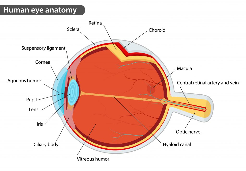 Human Eye Anatomy Diagram