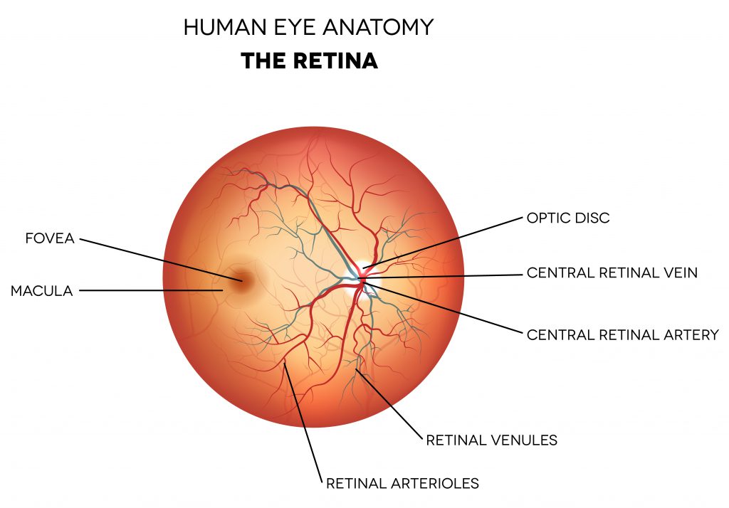 Retina Anatomy Diagram